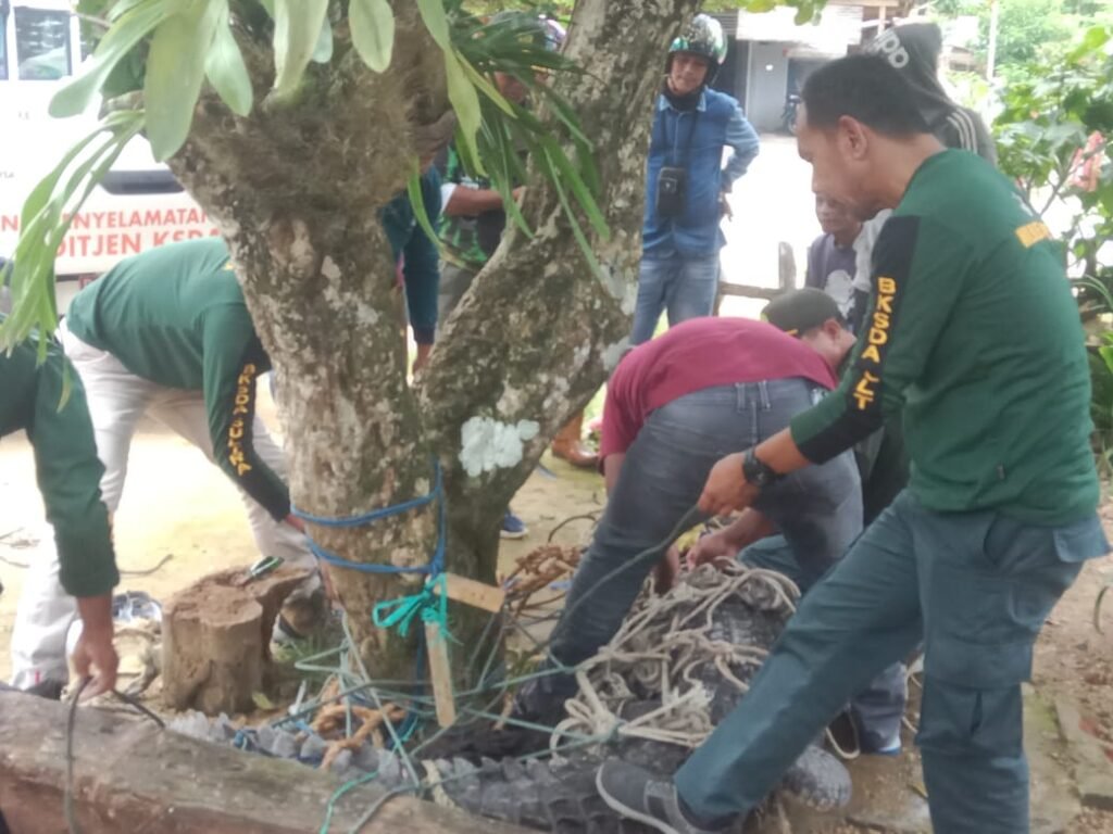 Petugas Balai Konservasi Sumber Daya Alam (BKSDA) Sulawesi Tenggara (Sultra) mengevakuasi buaya berukuran 3,5 meter yang berhasil ditangkap warga di Desa Tondasi, Kecamatan Tiworo Utara, Kabupaten Muna Barat (Mubar).