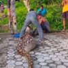 Warga Digegerkan dengan Penemuan Ular Piton di Pasarwajo, Buton