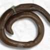 Spesies Baru Kadal Buta dari Buton, Tubuhnya Mirip Cacing Tanah