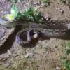 Ular Piton Ditangkap di Puuwatu, Kendari, Nyaris Mangsa Anak Ayam