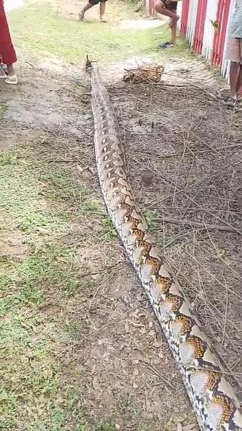 Warga Lalemba, Muna Barat, Temukan Ular Piton 8 Meter saat Cari Sapi Warga Lalemba, Muna Barat, Temukan Ular Piton 8 Meter saat Cari Sapi