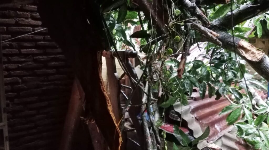 Rumah warga di Kelurahan Labibia tertimpa pohon berukuran besar.