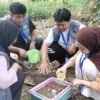 Mahasiswa KKN IAIN Kendari Menginisiasi Teknik Urban Farming Bawang Merah di Moramo Utara