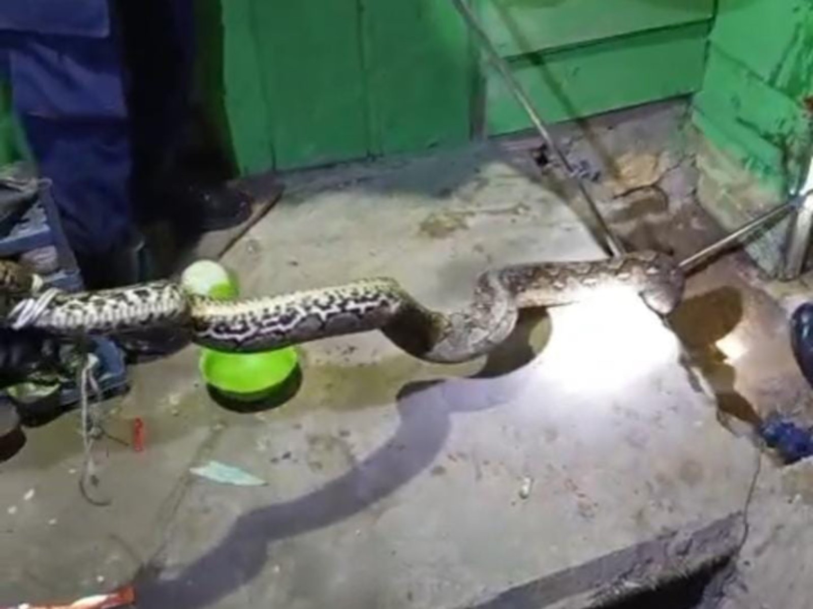 Sigap Tanggapi Laporan 112, Damkar Kendari Evakuasi Ular Piton 3,5 Meter yang Masuk Rumah Warga Sigap Tanggapi Laporan 112, Damkar Kendari Evakuasi Ular Piton 3,5 Meter yang Masuk Rumah Warga