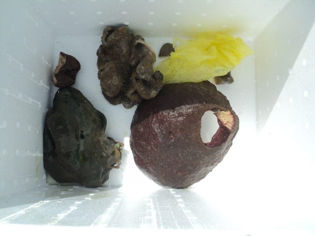 Spons laut yang diambil di Perairan Pulau Hoga, Kabupaten Wakatobi. Foto: Istimewa.