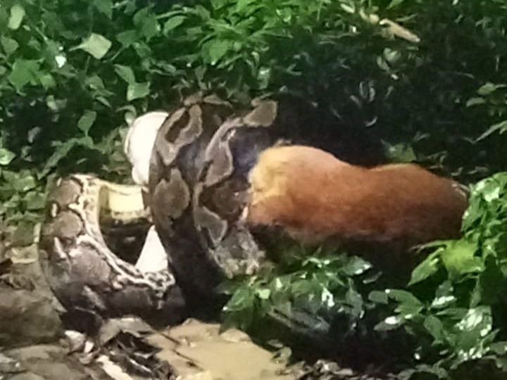 Seekor anjing milik Bapak Cakra saat ditemukan sedang dililit ular piton di Desa Boroboro, Kecamatan Ranomeeto, Kabupaten Konawe Selatan.