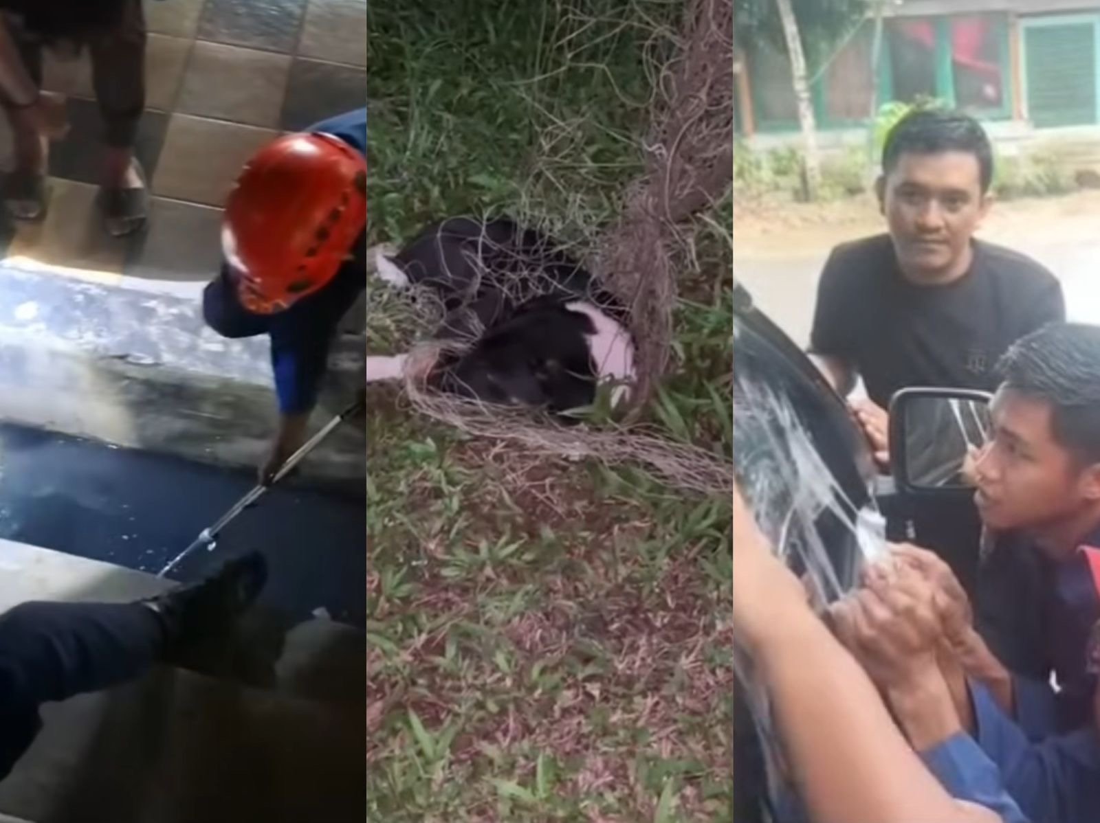 Dalam Sepekan, Dinas Kebakaran Kendari Evakuasi Anjing Terjebak hingga Ambil Kunci di Selokan Dalam Sepekan, Dinas Kebakaran Kendari Evakuasi Anjing Terjebak hingga Ambil Kunci di Selokan