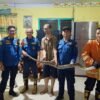 Damkarmat Kendari Evakuasi Ular dari Plafon Rumah Warga