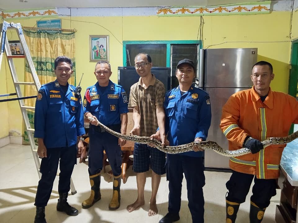 Damkarmat Kendari Evakuasi Ular dari Plafon Rumah Warga Damkarmat Kendari Evakuasi Ular dari Plafon Rumah Warga