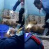 Biawak Masuk dalam Kloset Rumah Warga, Damkarmat Kendari Berhasil Evakuasi