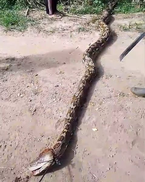 Ular Piton 8 Meter Ditangkap di Lamanu, Muna, Nyaris Mangsa Sapi dalam Kandang Ular Piton 8 Meter Ditangkap di Lamanu, Muna, Nyaris Mangsa Sapi dalam Kandang