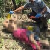 Breaking News: Pria Ditemukan Tewas dalam Kebun di Poasia Kendari, Ada Badik Menancap di Perut