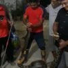 Warga Temukan Ular Piton 4 Meter dalam Kandang Ayam di Sidodadi, Muna