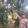 Warga Konawe Ditemukan Tewas Tergantung di Pohon, Diduga Dipicu Masalah Rumah Tangga