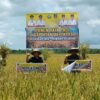 Lonjakan Produksi Padi Warnai Kepemimpinan ASR, Ketahanan Pangan Sultra Menguat