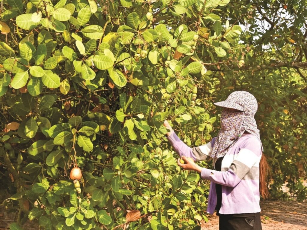 Seorang petani di Pulau Wawonii memanen jambu mete yang menjadi salah satu komoditas unggulan daerah.
