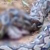 Warga Abeli, Kendari Temukan Ular Piton Sepanjang 5,5 Meter di Tengah Jalan