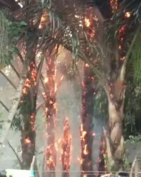 Api Muna 5 Pohon Enau Terbakar di Muna, Api dari Kabel Tersambar Petir