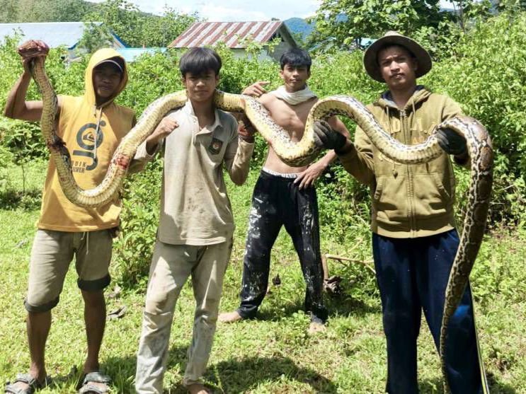 Warga saat mengevakuasi ular piton yang lilit sapi di Desa Amokuni, Kecamatan Uluiwoi, Kabupaten Kolaka Timur.