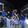 Damkarmat Kendari Evakuasi Ular Piton 3 Meter yang Masuk ke Pemukiman Warga di Poasia
