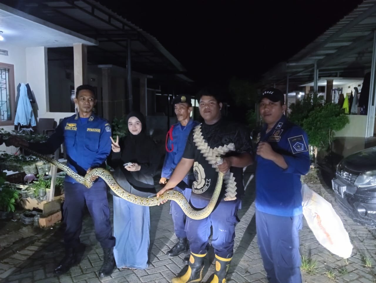 Damkarmat Kendari Evakuasi Ular Piton 3 Meter yang Masuk ke Pemukiman Warga di Poasia Damkarmat Kendari Evakuasi Ular Piton 3 Meter yang Masuk ke Pemukiman Warga di Poasia