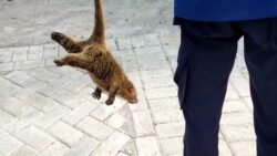 Damkarmat Evakuasi Kus-kus di Atap Rumah Warga Kendari