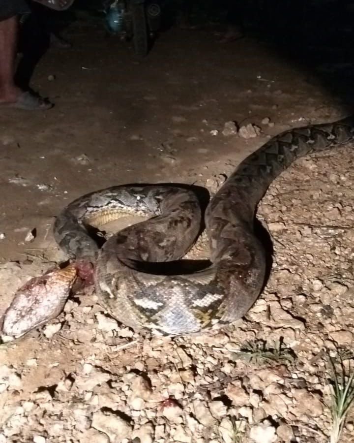 Lilit Kambing hingga Mati, Ular 5 Meter Ditangkap di Latompe, Muna Barat Lilit Kambing hingga Mati, Ular 5 Meter Ditangkap di Latompe, Muna Barat