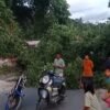 Angin Kencang Sebabkan Pohon Tumbang di Kolaka, 2 Rumah Warga Rusak