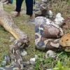 Warga Buteng Digegerkan Penemuan Ular Piton 8 Meter Usai Mangsa Rusa