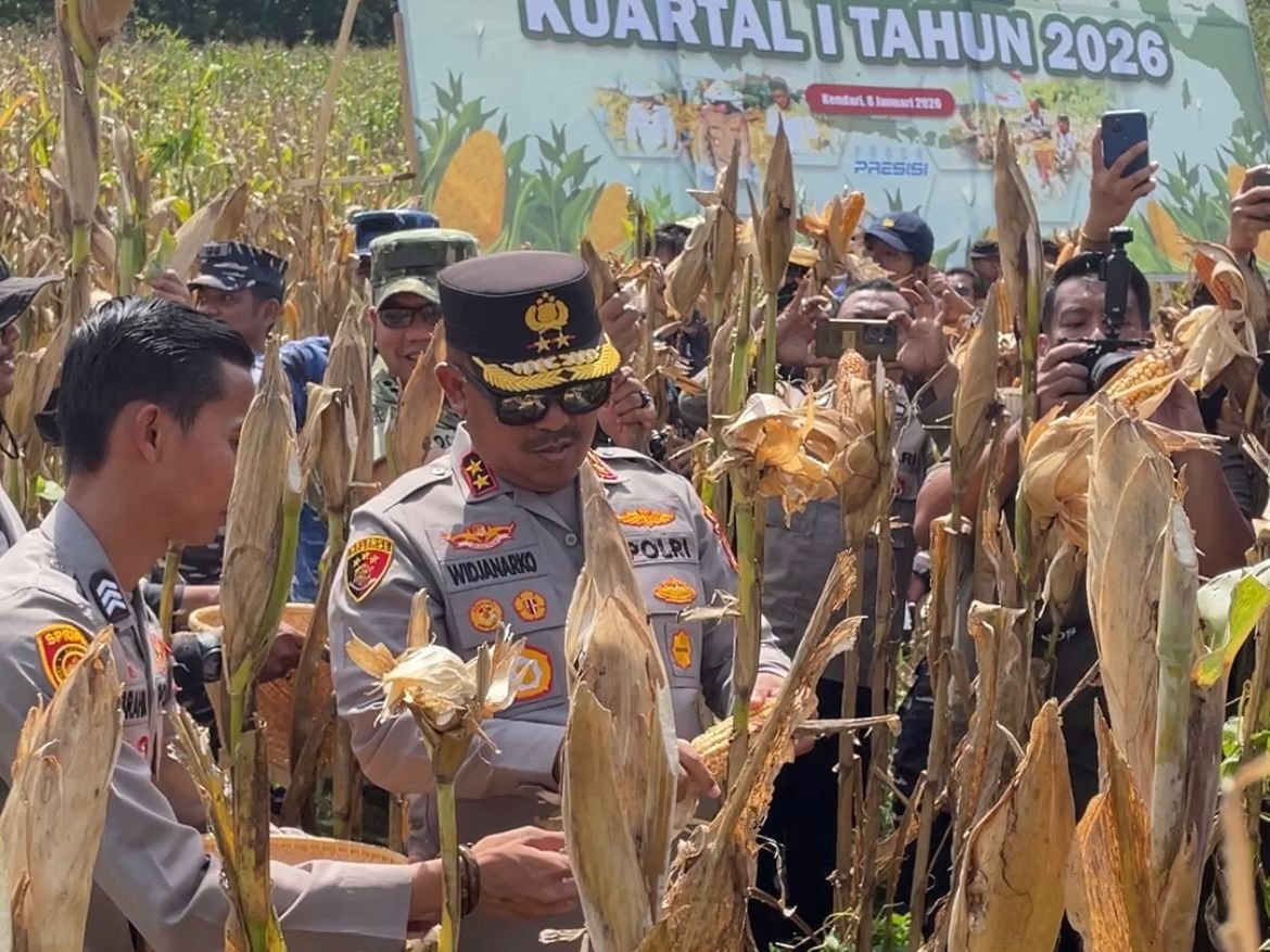 Polda Sultra Panen Raya Serentak Kuartal I 2026 di Kendari, Serap 1,070 Ton Jagung Polda Sultra Panen Raya Serentak Kuartal I 2026 di Kendari, Serap 1,070 Ton Jagung