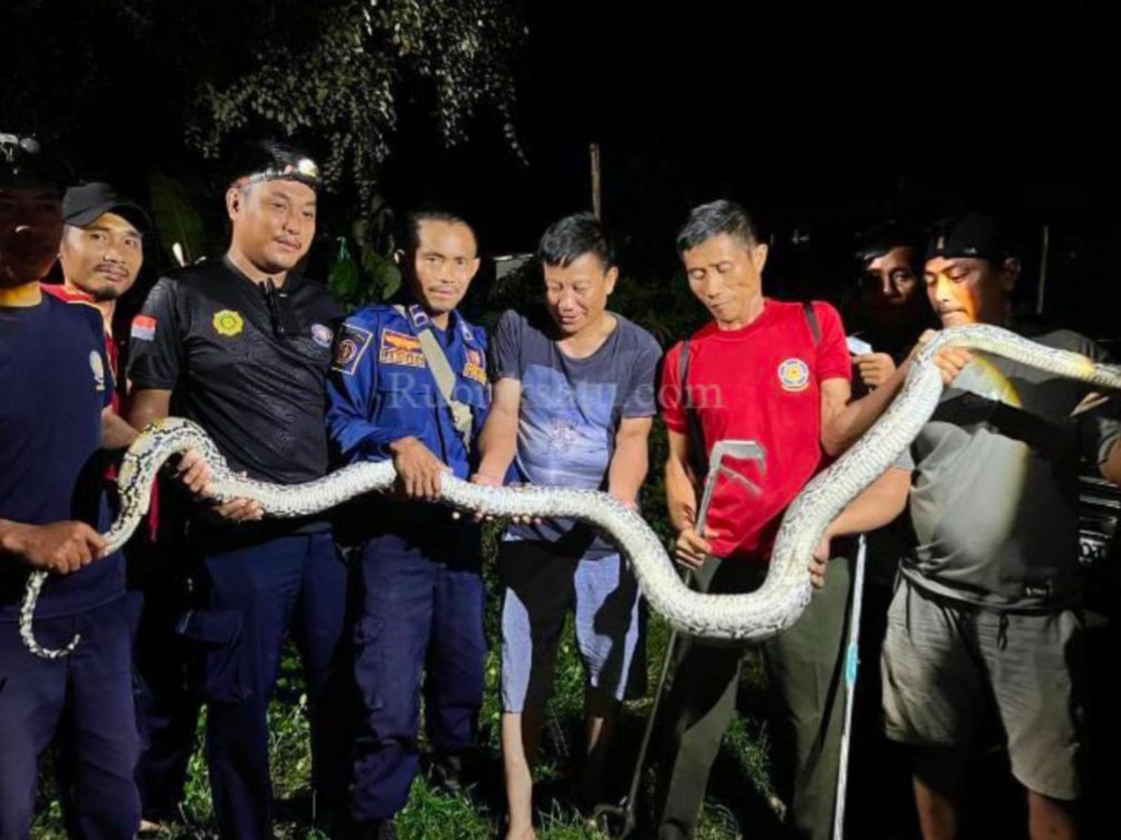 Ular Piton Mangsa Ayam di Konawe, Dievakuasi Damkar Ular Piton Mangsa Ayam di Konawe, Dievakuasi Damkar