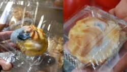 Kue Sus MBG Berjamur Tersebar di Sejumlah Desa, Korwil SPPG Konawe Ambil Langkah