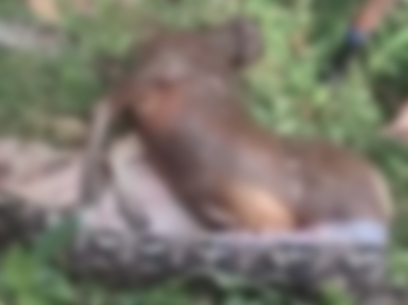 Warga Konawe Temukan Ular Piton Berukuran Besar Telan Sapi Warga Konawe Temukan Ular Piton Berukuran Besar Telan Sapi