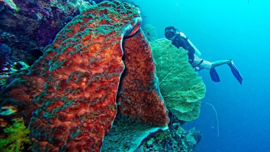 Fan 38 East, salah satu lokasi penyelaman di Pulau Tomia, Kabupaten Wakatobi, Sulawesi Tenggara (Sultra).