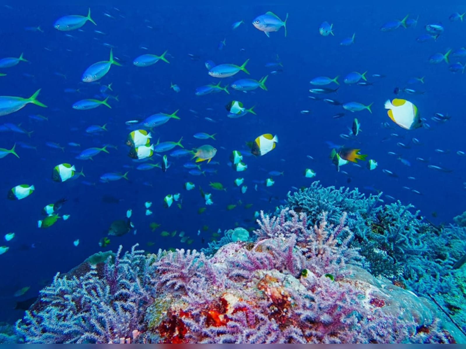 Tomia Tembus Top 5 Diving Nasional, Warga Diminta Jaga Kelestarian Laut Tomia Tembus Top 5 Diving Nasional, Warga Diminta Jaga Kelestarian Laut