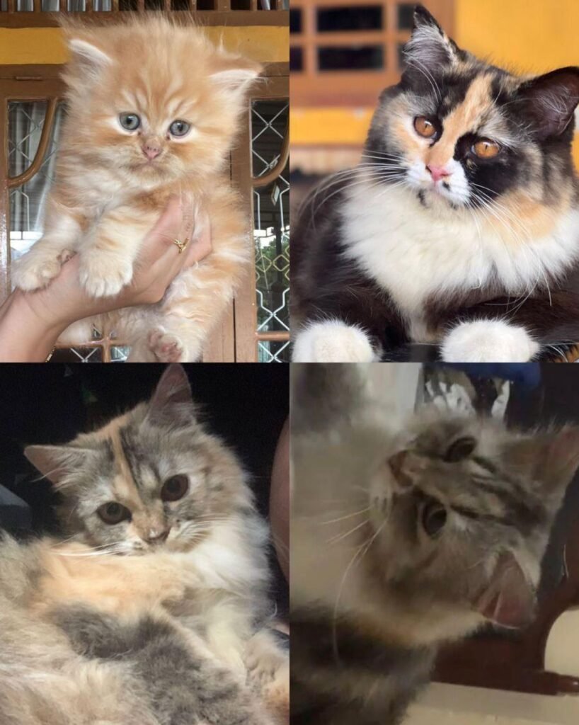 Empat kucing anggora milik warga di Jalan Wulele, BTN Kendari Indah, Kelurahan Bonggoeya, Kecamatan Wuawua, Kota Kendari yang dicuri.