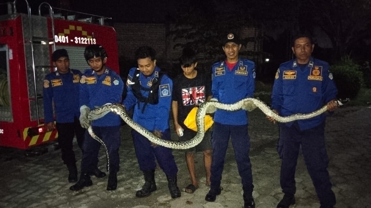 Damkarmat Evakuasi Ular yang Masuk Kandang dan Mangsa Ayam Warga di Kendari Damkarmat Evakuasi Ular yang Masuk Kandang dan Mangsa Ayam Warga di Kendari