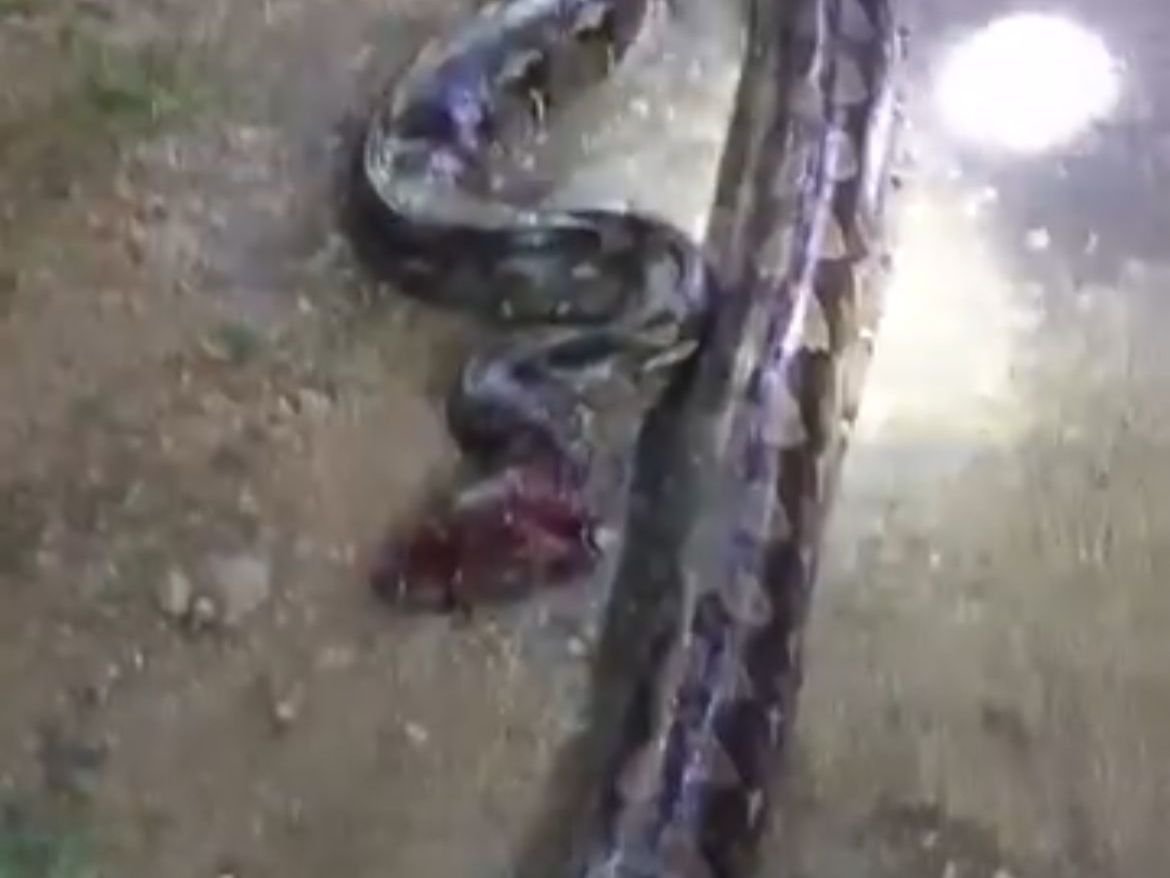 Seekor Ular 6 Meter Ditemukan Lilit Babi Hutan di Butur, Dipotong Warga Pakai Parang Seekor Ular 6 Meter Ditemukan Lilit Babi Hutan di Butur, Dipotong Warga Pakai Parang