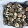 Kerang Dara Sultra Tembus Pasar Thailand