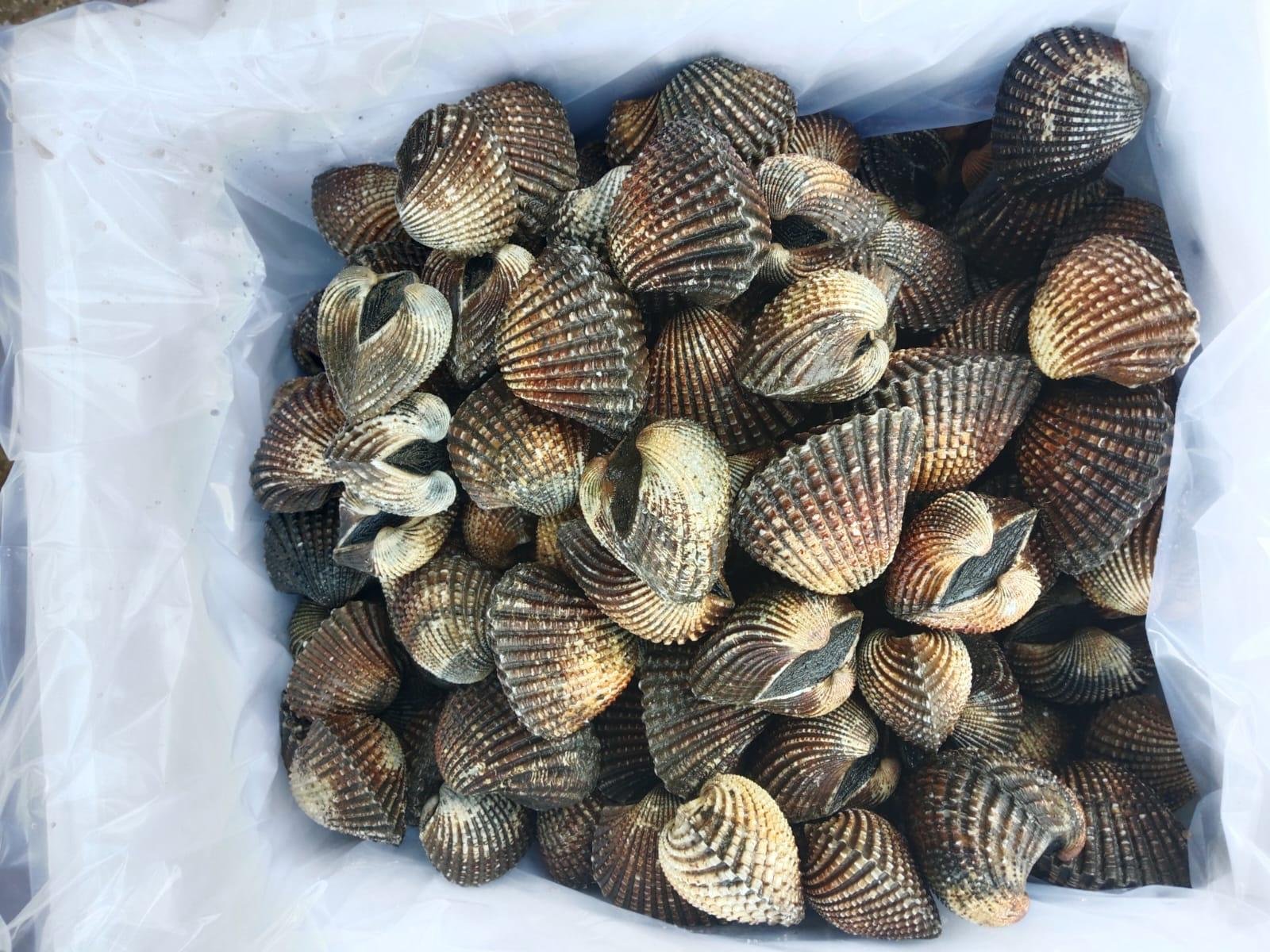 Kerang Dara Sultra Tembus Pasar Thailand Kerang Dara Sultra Tembus Pasar Thailand