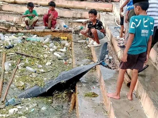 Lumba-Lumba Ditemukan Mati di Pantai Lakota, Wakatobi Lumba-Lumba Ditemukan Mati di Pantai Lakota, Wakatobi