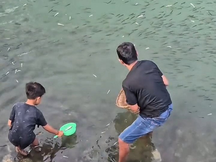 Seorang bocah dan pria dewasa yang menjaring ikan lompa di kali Kelurahan Tomba, Kecamatan Wolio, Kota Baubau, Sulawesi Tenggara (Sultra).