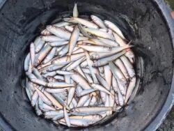 Fenomena Ikan Lompa Naik ke Permukaan Kali di Baubau Curi Perhatian Warga