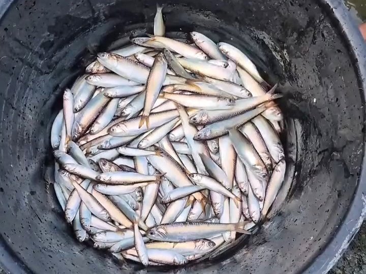 Fenomena Ikan Lompa Naik ke Permukaan Kali di Baubau Curi Perhatian Warga Fenomena Ikan Lompa Naik ke Permukaan Kali di Baubau Curi Perhatian Warga