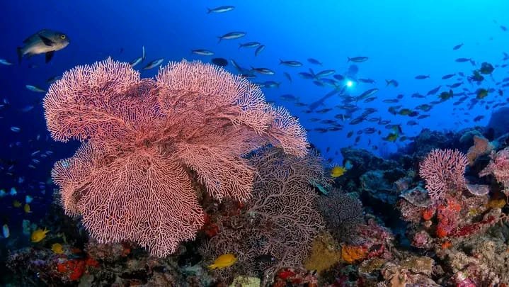 Terumbu karang di spot penyelaman Sombu Dive, Kelurahan Sombu, Kecamatan Wangiwangi, Kabupaten Wakatobi, Sulawesi Tenggara (Sultra).