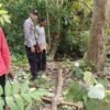 Dari Kebun Pamit ke Kampung, Petani Butur Ditemukan Tewas Dekat Ular Piton