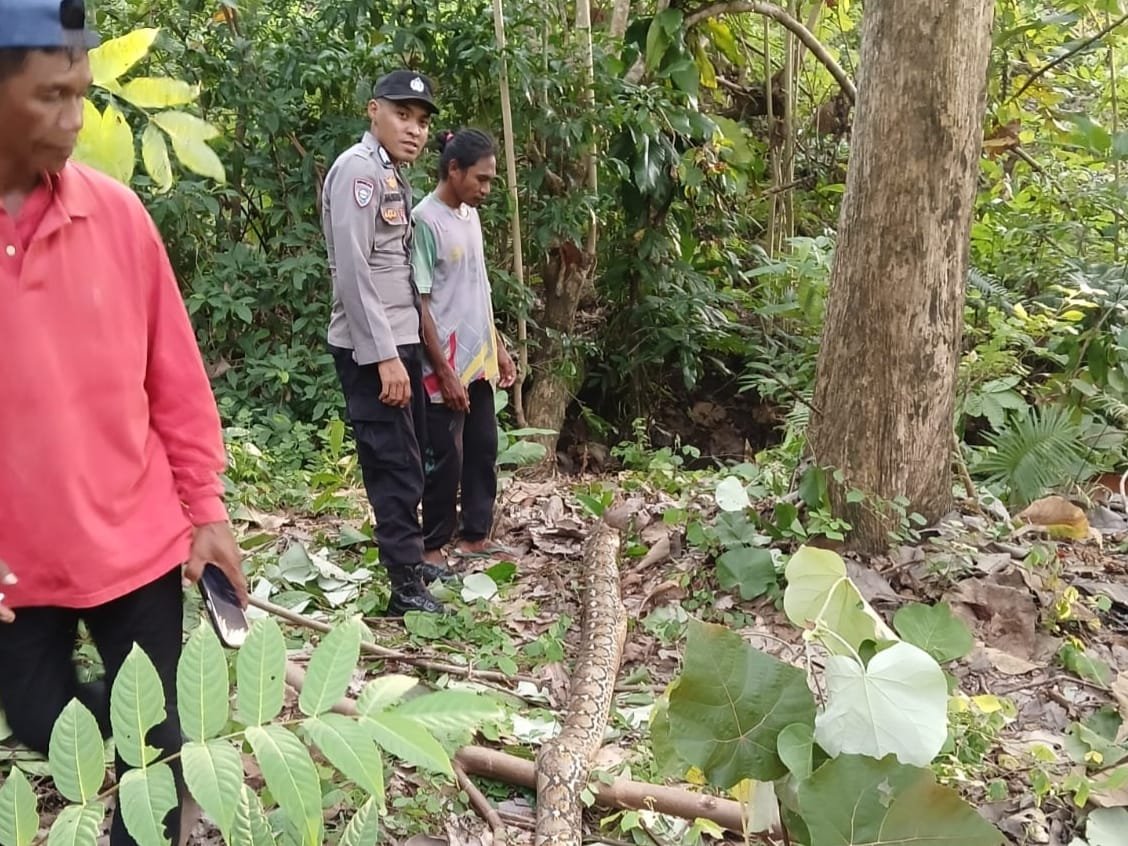 Dari Kebun Pamit ke Kampung, Petani Butur Ditemukan Tewas Dekat Ular Piton Dari Kebun Pamit ke Kampung, Petani Butur Ditemukan Tewas Dekat Ular Piton