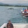 Bangkai Paus Sperma di Kolaka Dievakuasi ke Perairan Luar Pulau Padamarang