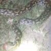 Ular Piton 7 Meter Ditangkap Warga Usai Menyeberang Jalan di Latompe, Mubar