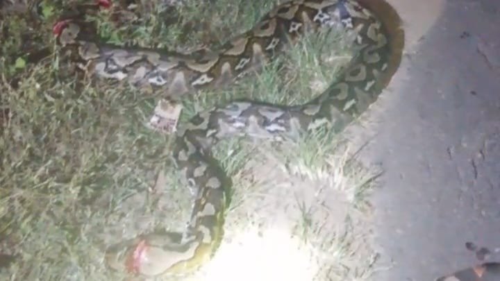 Ular Piton 7 Meter Ditangkap Warga Usai Menyeberang Jalan di Latompe, Mubar Ular Piton 7 Meter Ditangkap Warga Usai Menyeberang Jalan di Latompe, Mubar